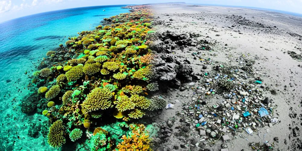 Coral reefs