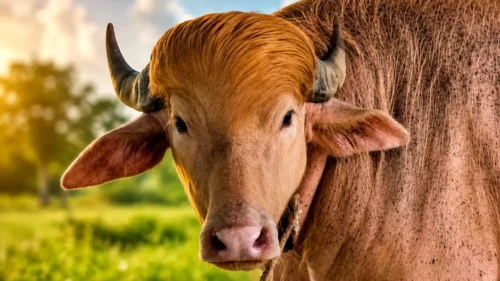 albino buffalo